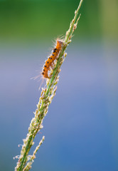 Worm climbing grass stem