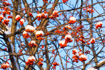 Mountain ash on a tree in winter time