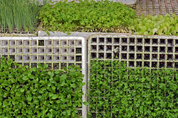 Fototapeta na wymiar Vegetable seedlings and hydroponic herbs