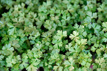 Hydroponic parsley seedlings