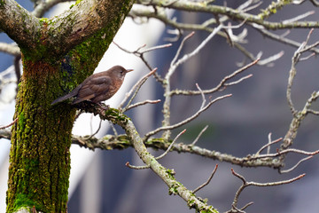 A song trush (turdus philomelos) perched on a branch