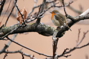 A European robin (erithacus rubecula) perched on a branch