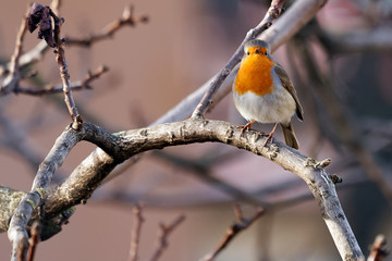 A European robin (erithacus rubecula) perched on a branch