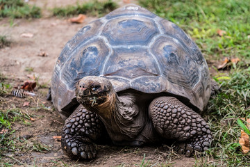 Obraz premium Tortue géante des seychelles