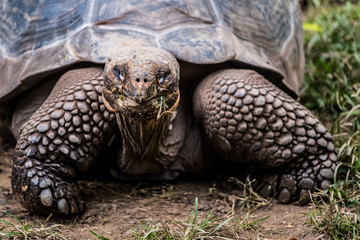 Tortue g&eacute;ante des seychelles