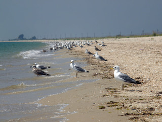 Seagulls are sitting on the Black Sea coast, Kherson, Ukraine