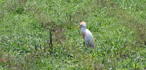 Lone cattle egret, hunting on green grass