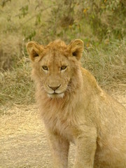 Fototapeta na wymiar junge Löwin