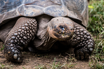 Tortue g&eacute;ante des seychelles