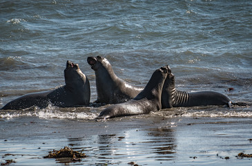 immature males, elephant seal rookery, Piedras Blancas, San Simeon