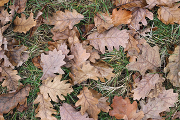 Grass oak leaves ground earth soil winter fall close up