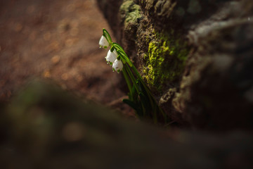 Spring snowdrop in park