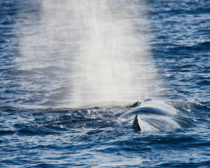 Sperm whale