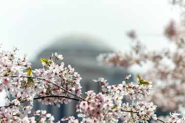 Cherry Blossom in Bloom
