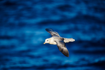 Fulmar in flight