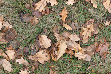 Grass oak leaves ground earth soil winter fall close up