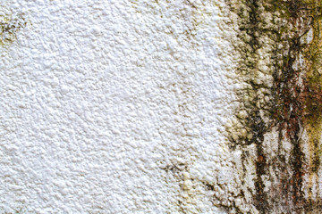 Mold on white background, fungus on white background, bacteria on white surface, Mold growth on white surface