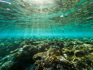 red sea, underwater world