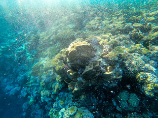 red sea, underwater world