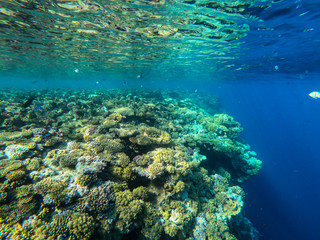 Fototapeta na wymiar red sea, underwater world