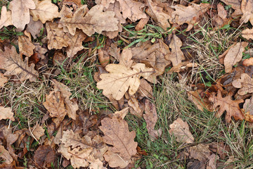 Grass oak leaves ground earth soil winter fall close up