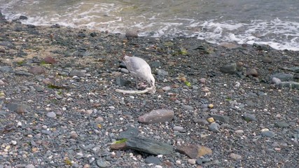 Seagull eats a discarded fish on Cadgwith Cove beach, in Cornwall, England.