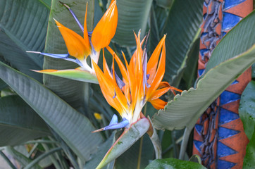 tropische kreative orange Blüten