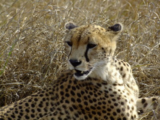 Gepard