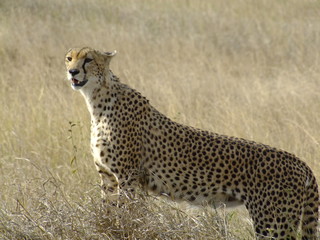 Gepard