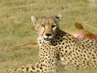 Gepard mit Beute