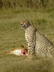 Gepard mit seiner Beute