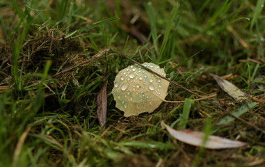Small water drops on fallen leaf 