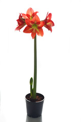Amaryllis flower isolated
