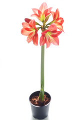  Amaryllis red flowers

