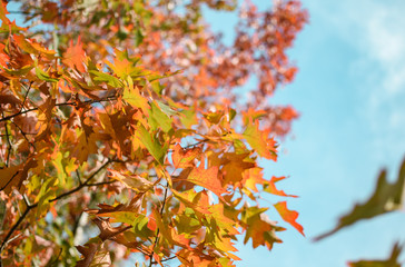 Autumn colorful leaves on maple tree
