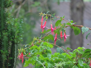 natureza torres barbanena
