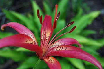 Blooming lily in the garden. Maroon garden lily. Photo close up, macro. Stamens. Postcard. Tiger lily Nature, flowers, summer. Background.