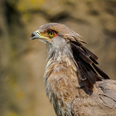 Portrait of a secretary bird