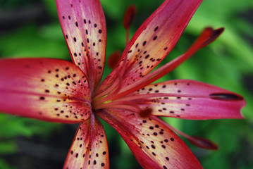 Blooming lily in the garden. Maroon garden lily. Photo close up, macro. Stamens. Postcard. Tiger lily Nature, flowers, summer. Background.
