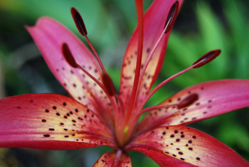 Blooming lily in the garden. Maroon garden lily. Photo close up, macro. Stamens. Postcard. Tiger lily Nature, flowers, summer. Background.