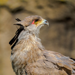 Portrait of a secretary bird