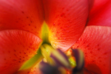 Crimson, red  raspberry, lily flower close up. Pistil, stamens. The core of the flower.