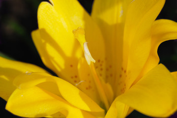 Flower yellow lily close-up. The core of the flower.