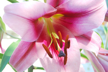 Huge pink lily flower, closeup of stamens with pollen. Flower in the summer garden on the background of greenery.