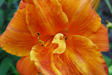 A blooming lily in the garden, an orange lily. For holiday cards. Nature, flowers, summer. Background.