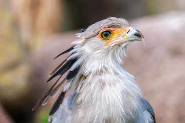 Portrait of a secretary bird