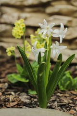 Blooming white hyacinth in a garden.