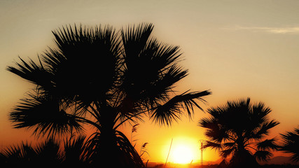 Sunset through the palm trees