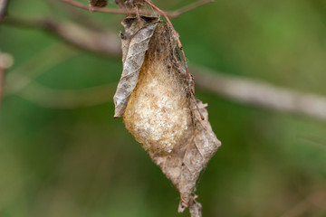 Polyphemus moth cocoon (Antheraea polyphemus) - Long Key Natural Area, Davie, Florida, USA