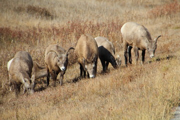 Fototapeta premium Sheep On The Hill, Nordegg, Alberta